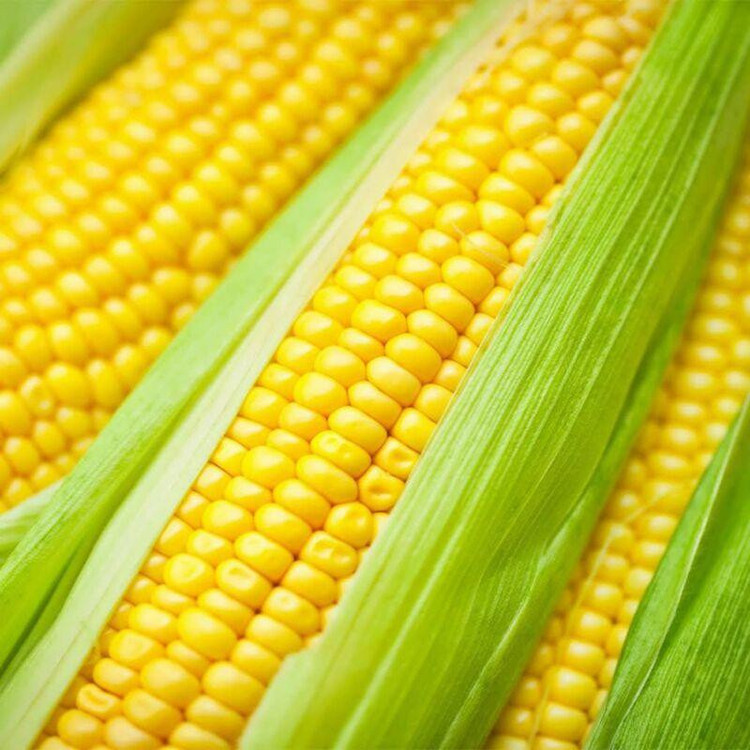 بذر ذرت شیرین وانیا سید مدل BS3263