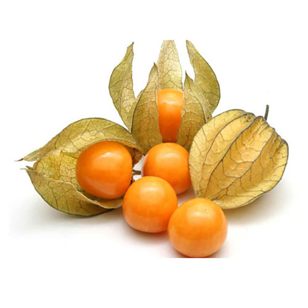 بذر فیسالیس زر بذر ایرانیان کد ZBP-47