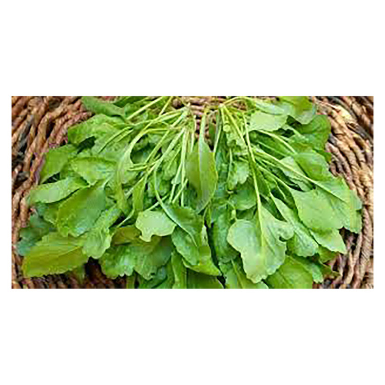 بذر شاهی مدل AB41