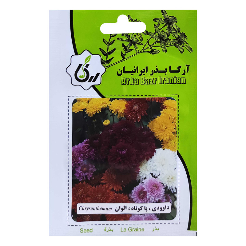 بذر داوودی پاکوتاه الوان آرکا بذر ایرانیان کد ARK-052