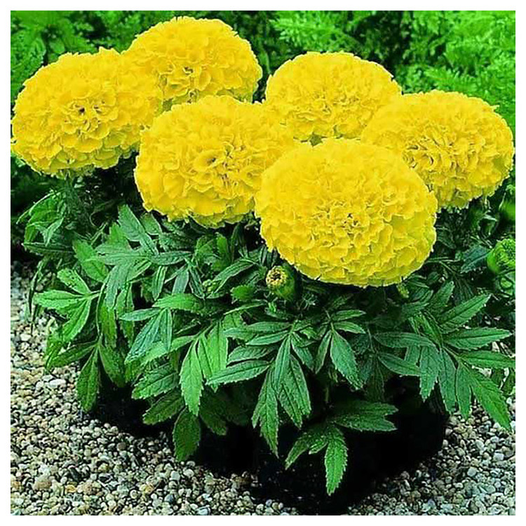 بذر گلهای پرگلبرگ گرین فارم کد 0025 بسته 5 عددی