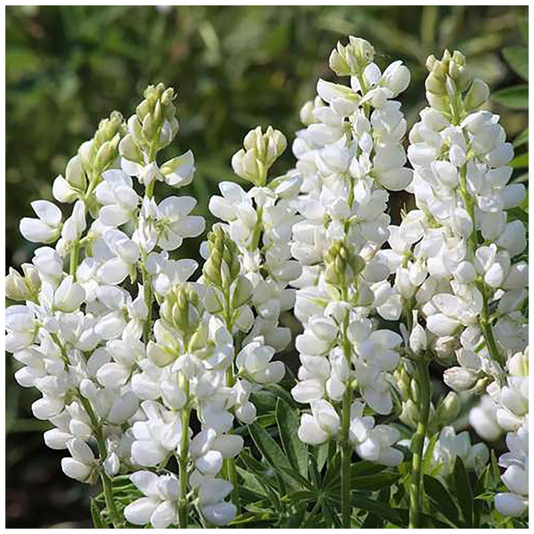 بذر زرین گیاه آذر سبزینه مدل X218 بسته 3 عددی