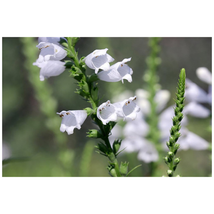 بذر زرین گیاه آذر سبزینه مدل X218 بسته 3 عددی