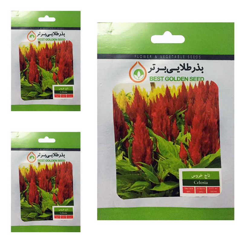 بذر گل تاج خروس بذر طلایی برتر کد BTB-10 مجموعه 3 عددی