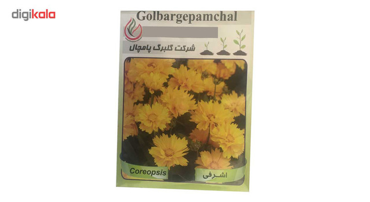 بذر گل اشرفی گلبرگ پامچال مدل GP06