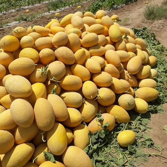 بذر خربزه زرد ایوانکی زر بذر ایرانیان کد ZBP-45