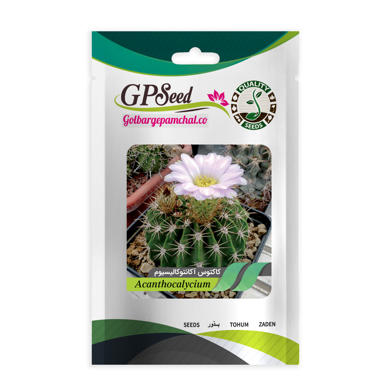 بذر کاکتوس آکانتوکالیسیوم جی پی سید مدل GP28655