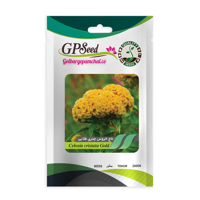 بذر گل تاج خروس چتری طلایی جی پی سید مدل GP737