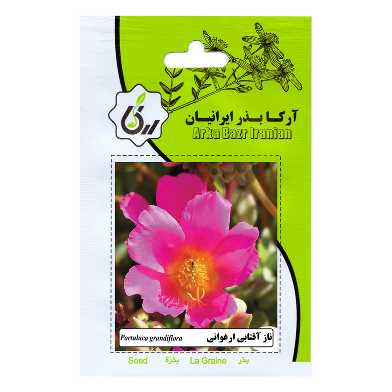 بذر گل ناز آفتابی ارغوانی آرکا بذر ایرانیان کد 170-ARK