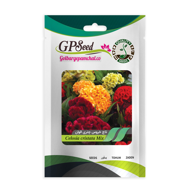 بذر گل تاج خروس چتری گلبرگ پامچال کد GPF-034
