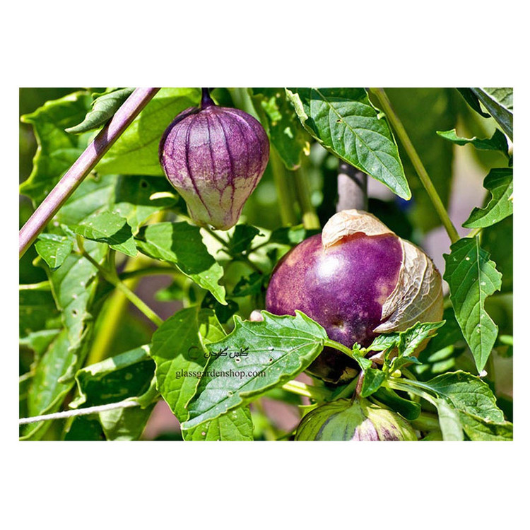 بذر فیسالیس بنفش گیلاس زمینی توماتیلو گلس گاردن مدل GL100