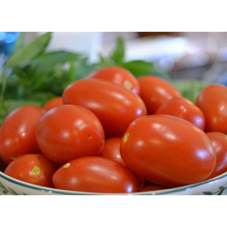 بذر گوجه فرنگی قرمز کالجی کال جی گلس گاردن مدل GL50