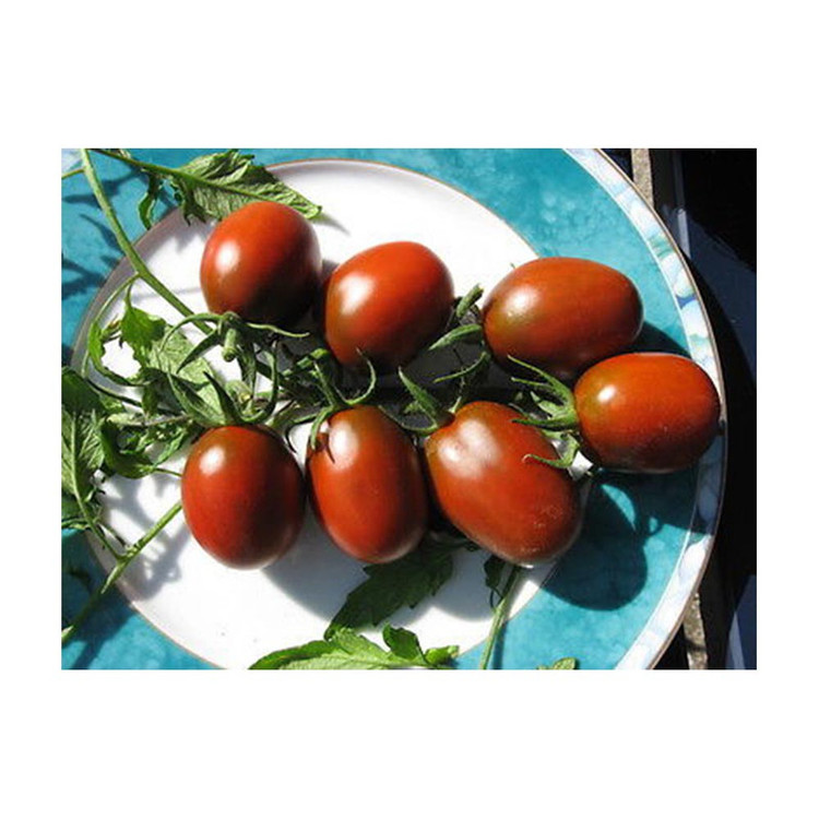 بذر گوجه بلک سوپر سوئیت گوجه قهوه ای گلس گاردن مدل GL10