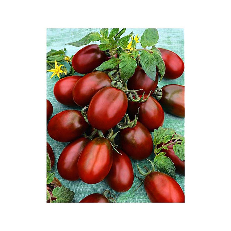 بذر گوجه بلک سوپر سوئیت گوجه قهوه ای گلس گاردن مدل GL10