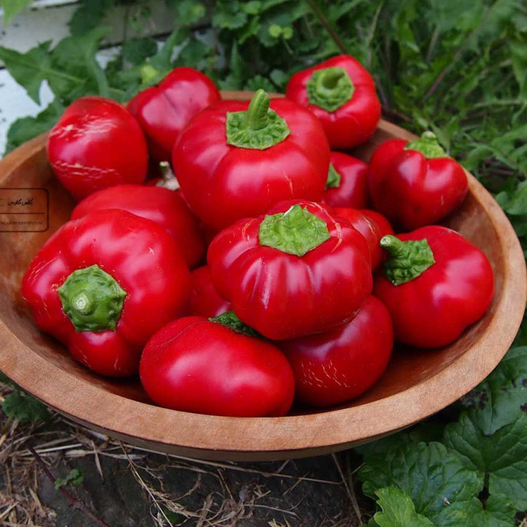 بذر فلفل گوجه ای فلفل گرد مجارستان گلس گاردن مدل GL10