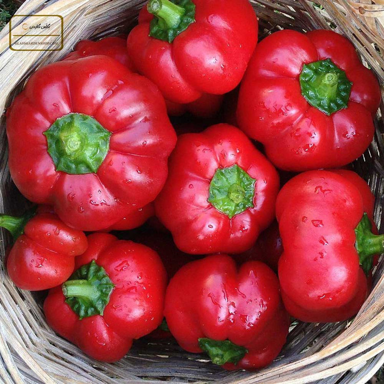 بذر فلفل گوجه ای فلفل گرد مجارستان گلس گاردن مدل GL10