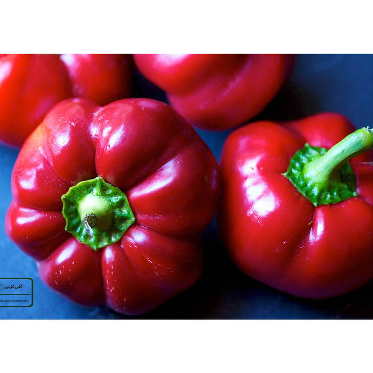 بذر فلفل گوجه ای فلفل گرد مجارستان گلس گاردن مدل GL10