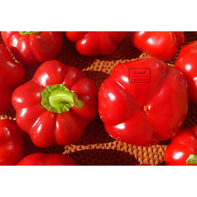 بذر فلفل گوجه ای فلفل گرد مجارستان گلس گاردن مدل GL10