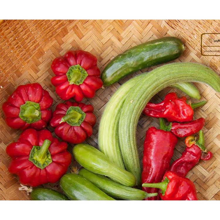بذر فلفل گوجه ای فلفل گرد مجارستان گلس گاردن مدل GL10