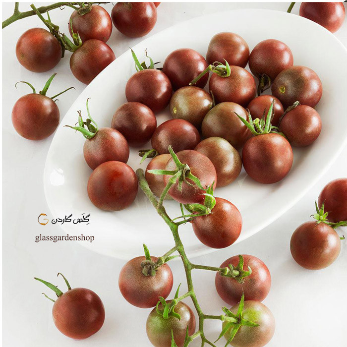 بذر گوجه بلک چری شکلاتی گیلاسی قهوه ای مدل GL10