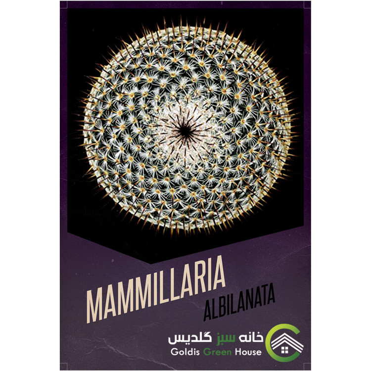 بذر مامیلاریا آلبیلاناتا خانه سبز گلدیس کد 14
