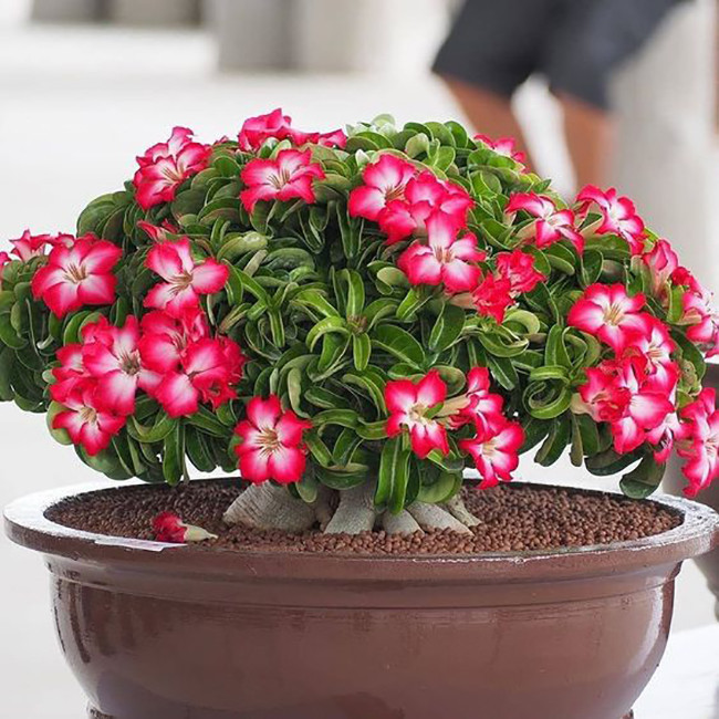 بذر بنسای آدنیوم آبسوم سانیا سید مدل SS41