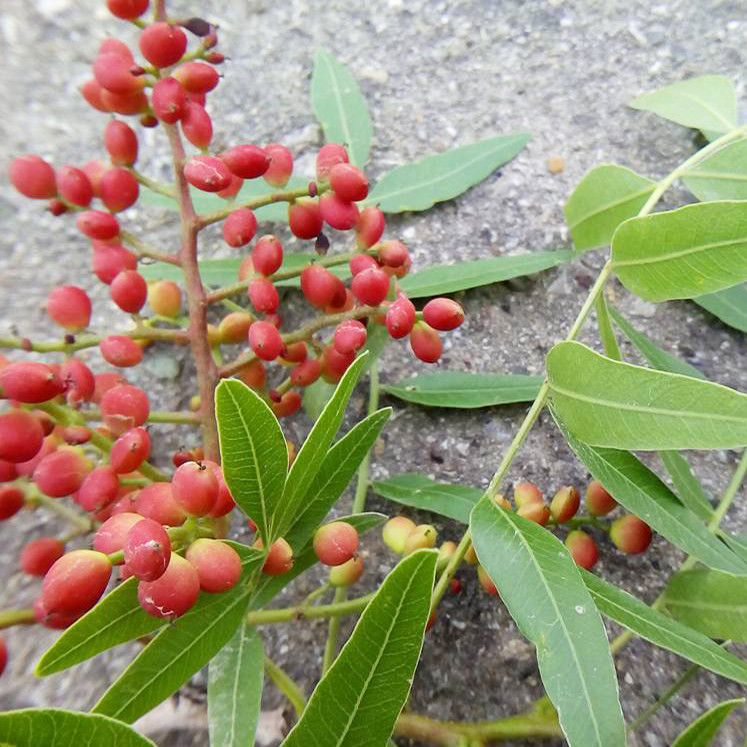 بذر بنسای بنه سانیا سید مدل SS70