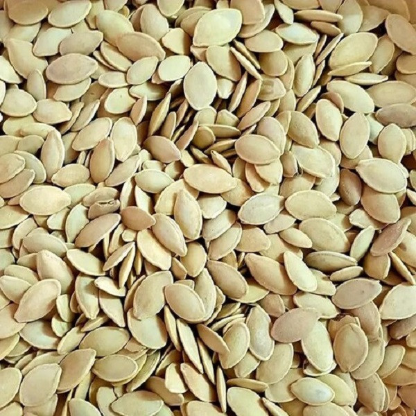 بذر کدو آجیلی جی پی سید مدل GP2371