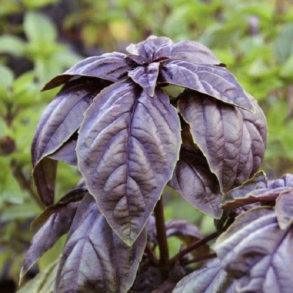 بذر ریحان بنفش جی پی سید مدل GP1156