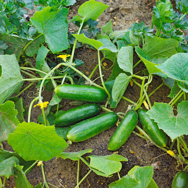 بذر خیار بوته ای وانیا سید مدل k1