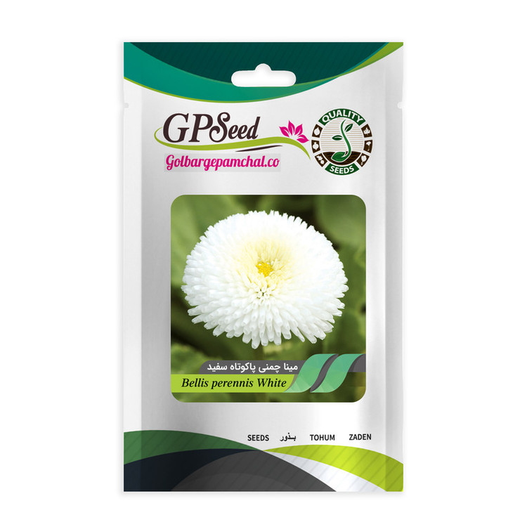 بذر گل مینا چمنی پاکوتاه سفید گلبرگ پامچال کد GPF-272