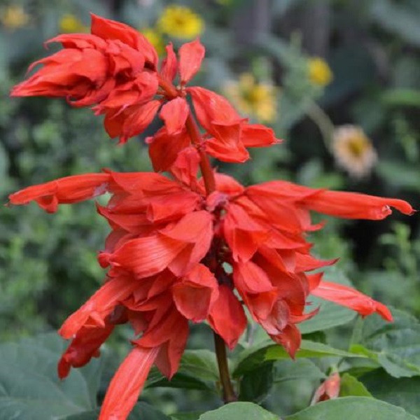 بذر گل سلوی قرمز جی پی سید مدل GP475
