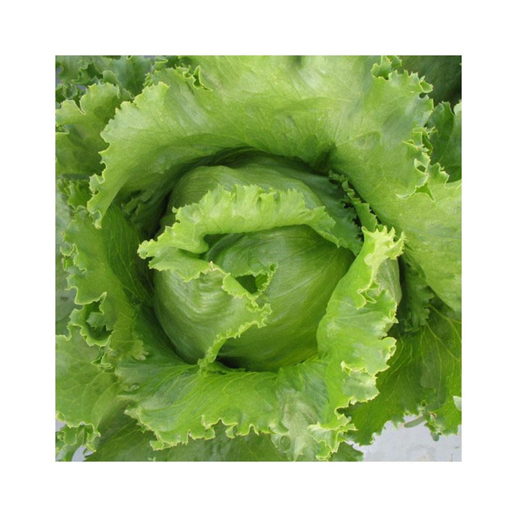 بذر کاهو سالادی پیچ اورست گلس گاردن مدل GL100