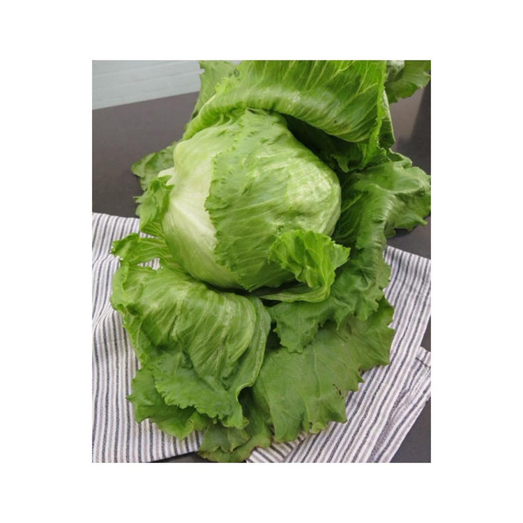 بذر کاهو سالادی پیچ اورست گلس گاردن مدل GL100
