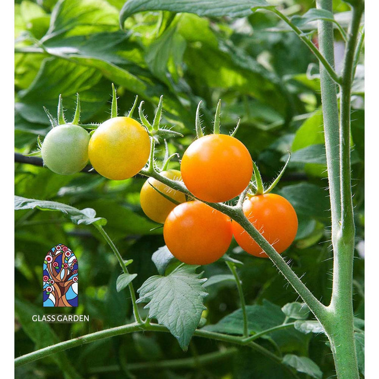 بذر گوجه چری گیلاسی نارنجی گلس گاردن مدل GL10