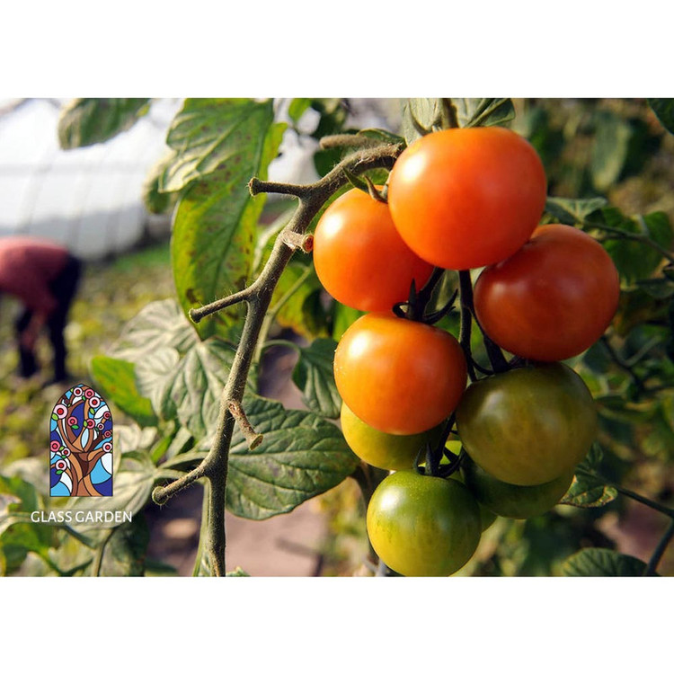 بذر گوجه چری گیلاسی نارنجی گلس گاردن مدل GL10