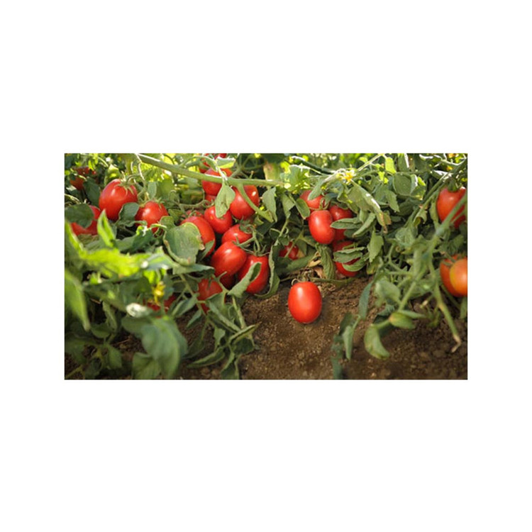 بذر گوجه فرنگی قرمز ریوگراند گلس گاردن مدل GL50