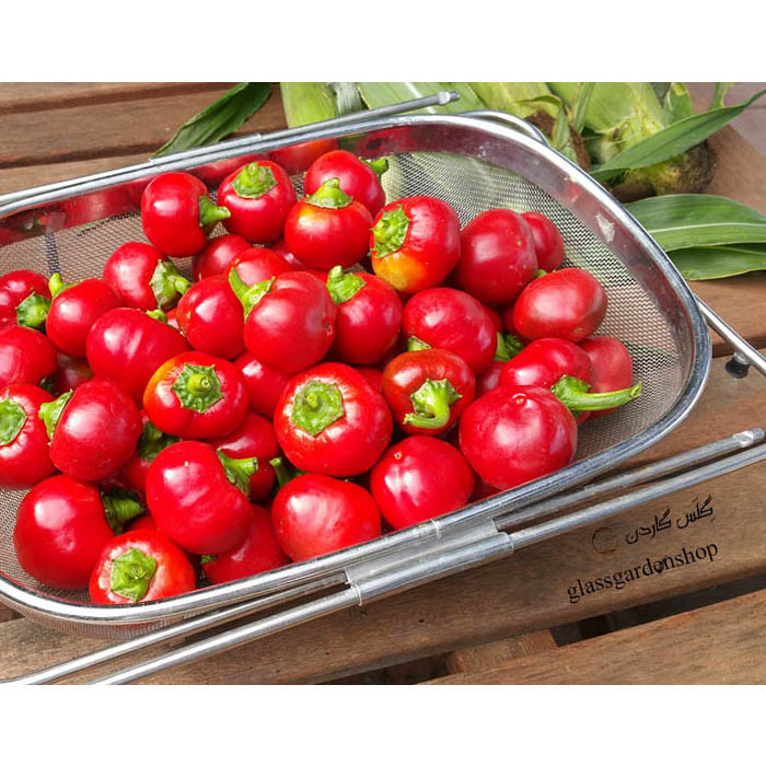 بذر فلفل گیلاسی چری گرد قرمز تند مدل GL15