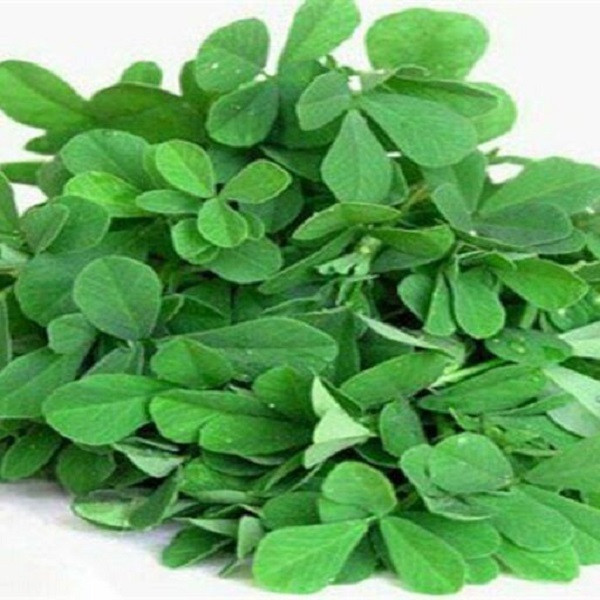 بذر شنبلیله جی پی سید مدل GP1417