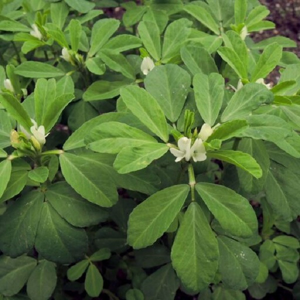 بذر شنبلیله جی پی سید مدل GP1417