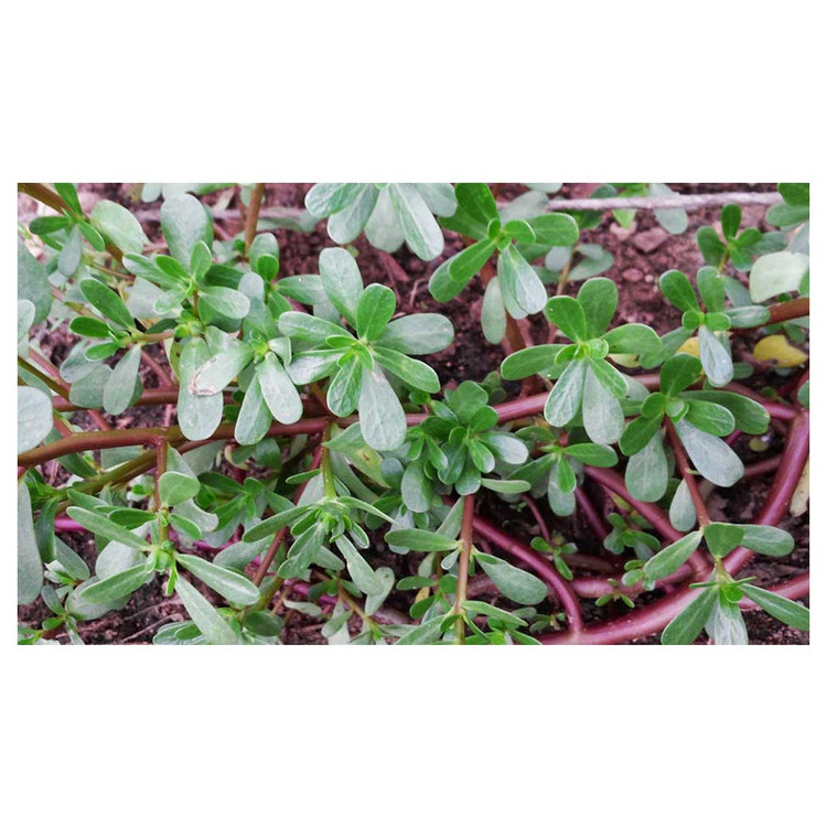 بذر خرفه گلس گاردن مدل GL5gr