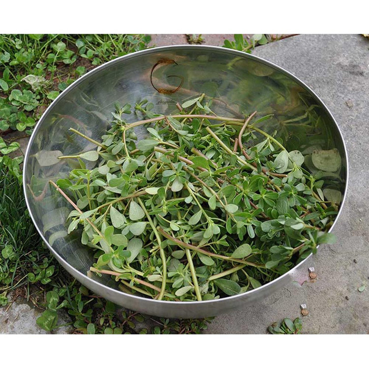 بذر خرفه گلس گاردن مدل GL5gr