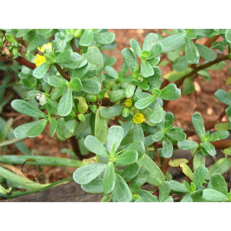 بذر خرفه گلس گاردن مدل GL5gr
