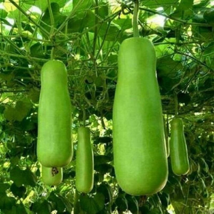 بذر کدو تنبل چارلیستون وانیا سید مدل BA1435
