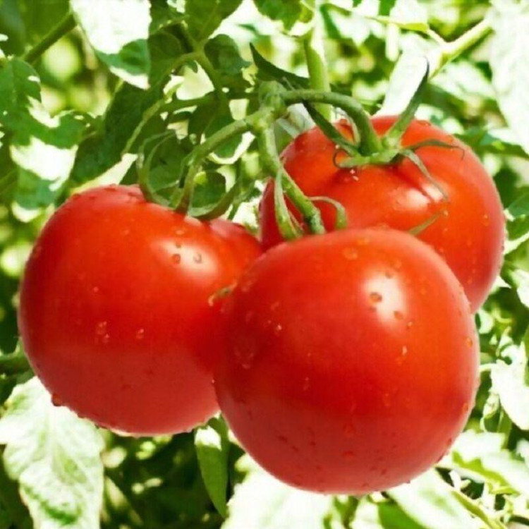 بذر گوجه فرنگی قرمز بوته ای وانیا سید مدل BA14064
