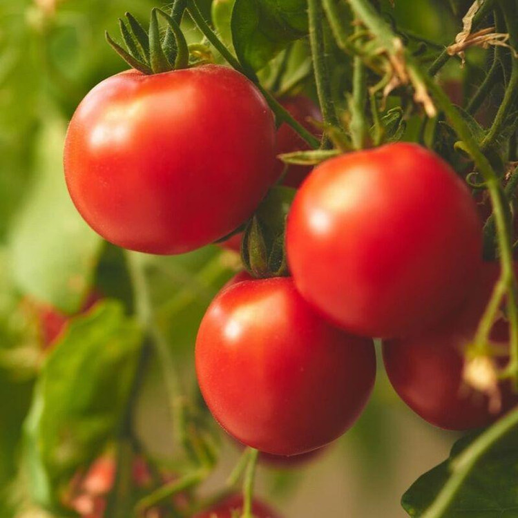 بذر گوجه فرنگی قرمز بوته ای وانیا سید مدل BA14064
