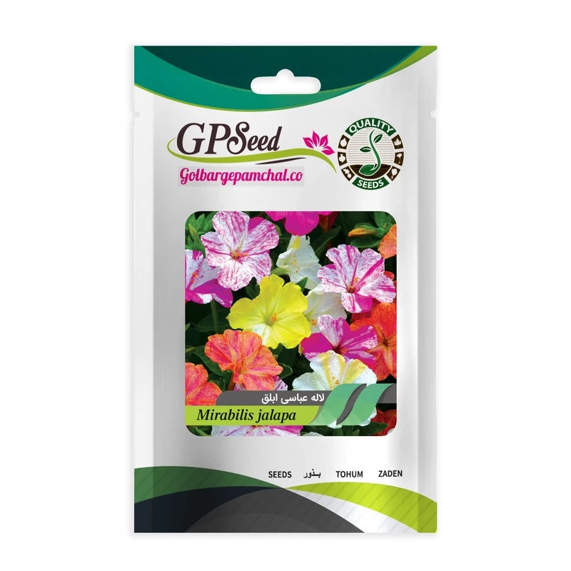 بذر گل لاله عباسی ابلق جی پی سید مدل GP8194