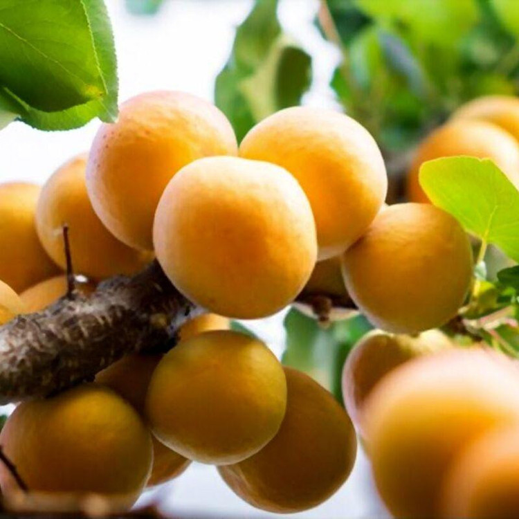 بذر زردآلو وانیا سید مدل BA1061