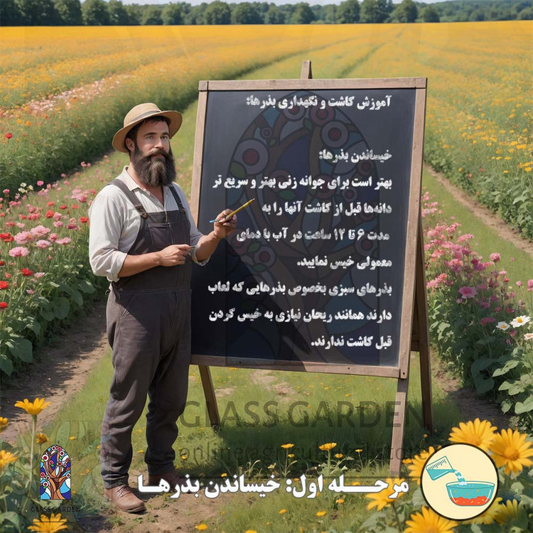 بذر کلم قمری سبز کلم سنگی گلس گاردن مدل GL50