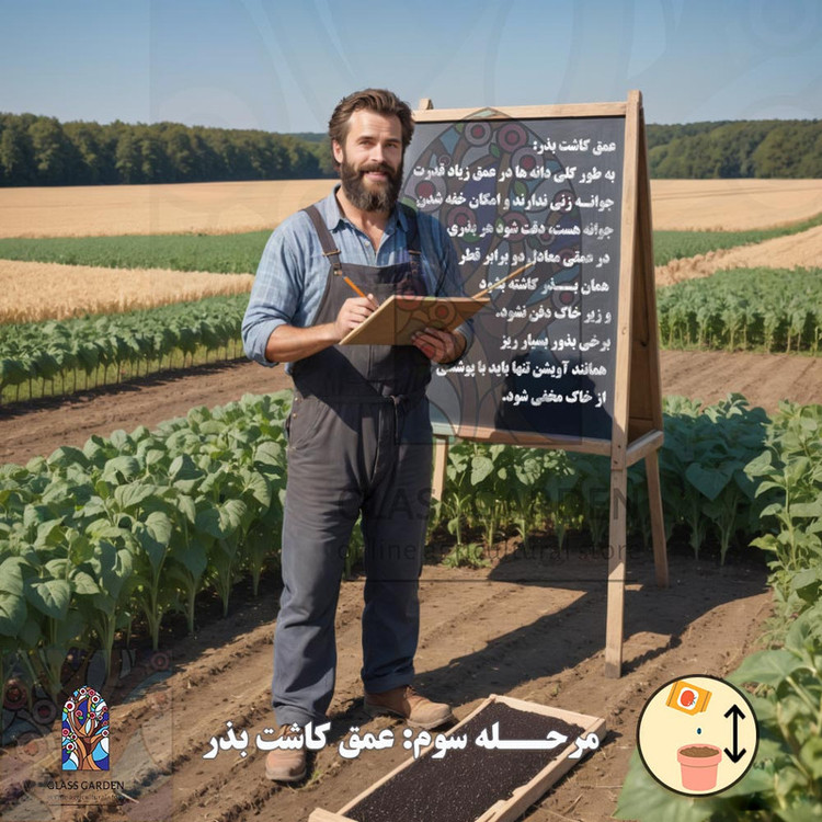 بذر کلم قمری سبز کلم سنگی گلس گاردن مدل GL50